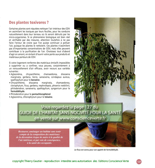 comprendre le principe des plantes dépoluantes plantes depolluantes air cov formaldehyde
