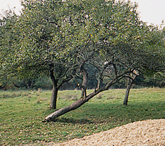 Le galvanotactisme du pommier