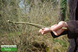 Détection de l'eau : réaliser et utiliser une baguette de sourcier 